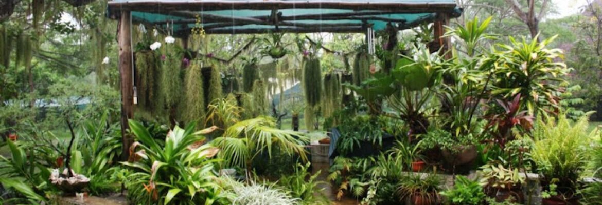 The Hanging Gardens of Malindi