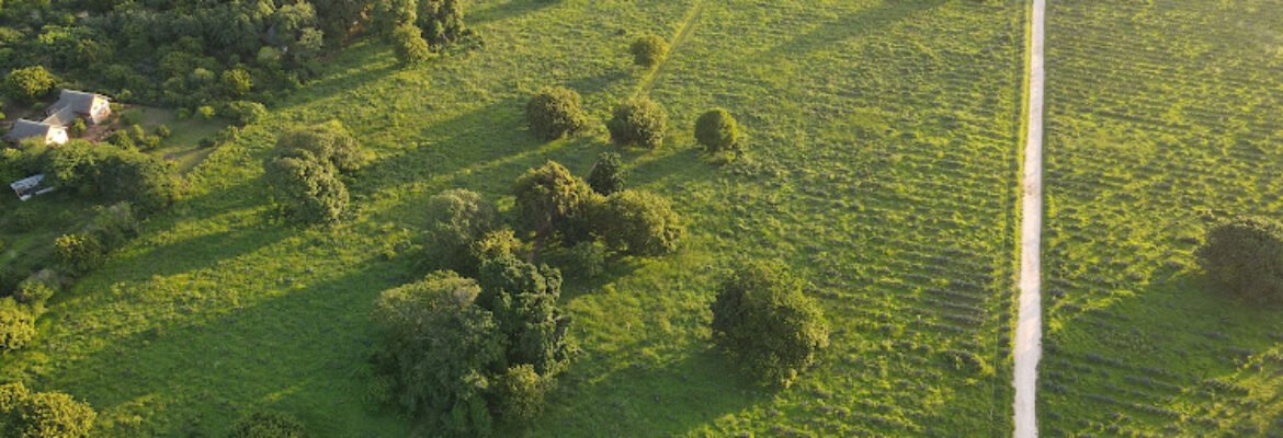 Green Heart of Kenya